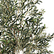 AVH-Collectie Kunst olijfboom robuust H250 cm