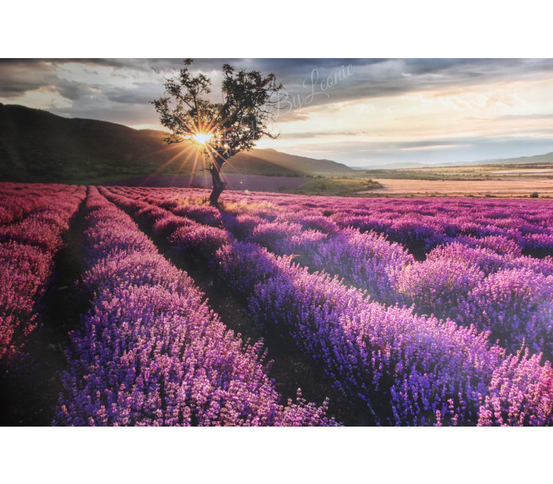 Tuinposter Zuid-Frans Lavendel veld 120 cm