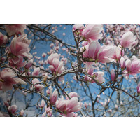 Tuinposter Magnolia boom 120 cm