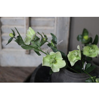 Namaak Christmas rose / Helleborus tak 58 cm