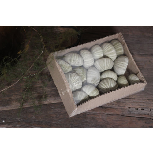 Doosje pastel groene urchin schelpen  Doosje pastel groene urchin schelpen