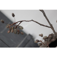 Namaak tak Acorn black 90 cm