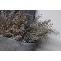 Brynxz namaak tak Juniperus/sedum grey