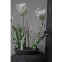 Grote namaak parrot tulp White 83 cm