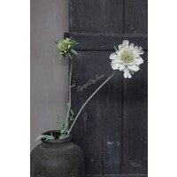 Zijden Scabiosa tak 2-bloemig white green 71 cm