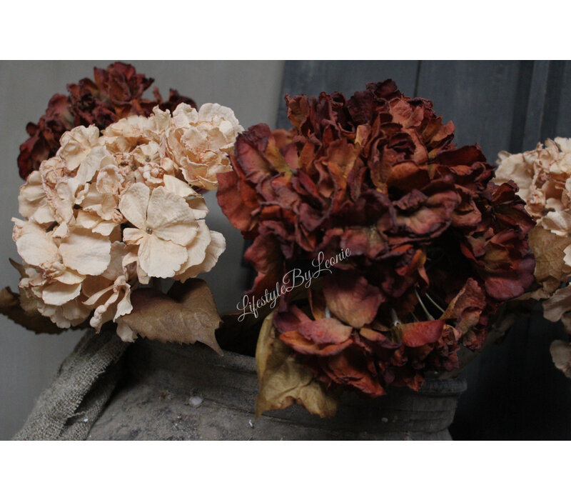 Brynxz zijden Hortensia brown/red 80 cm