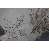 Sobere Corokia tak brown 104 cm