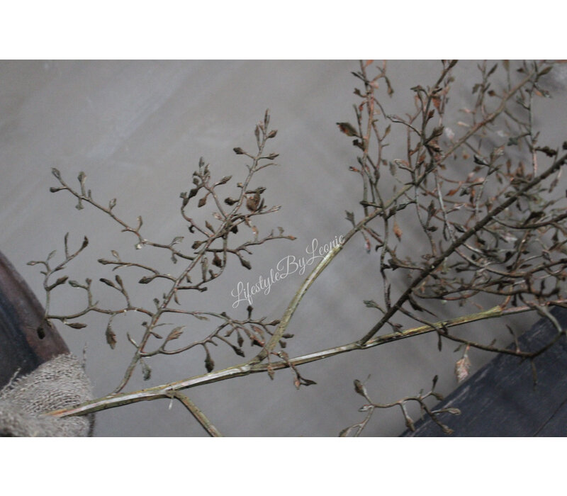 Sobere Corokia tak brown 104 cm