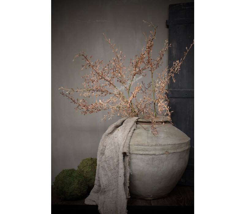 Sobere Corokia tak beige 104 cm