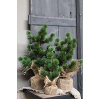 Namaak Cedar tree Green 34 cm