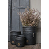 Brynxz bos Juniperus Brons 70 cm