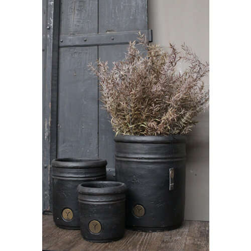 Brynxz bos Juniperus Brons 70 cm 