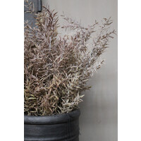 Brynxz bos Juniperus Brons 50 cm