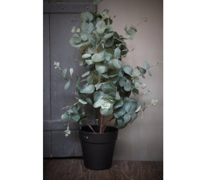 Namaak Eucalyptus in pot 65 cm