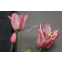 Namaak boeket Tulpen soft pink 48 cm