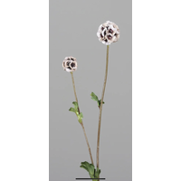 Brynxz tak Scabiosa Cream 63 cm