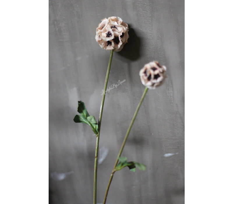 Brynxz tak Scabiosa Cream 63 cm