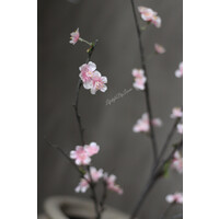 Zijden tak Blossom sakura Light pink 115 cm