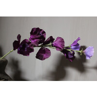 Namaak tak Sweetpea Dark purple 56 cm