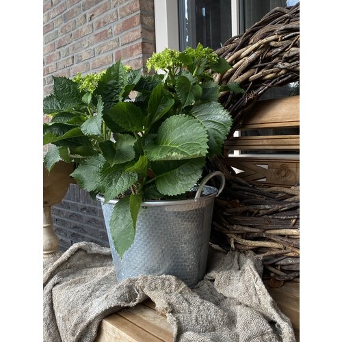 Plantenbak met oren Zinc look 27 x 19 cm 