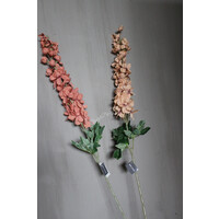 Brynxz Delphinium sweet orange 90 cm