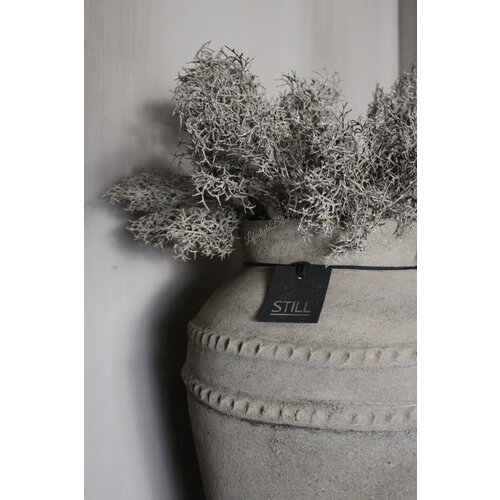 Brynxz Corokia bos Grey wash 42 cm 