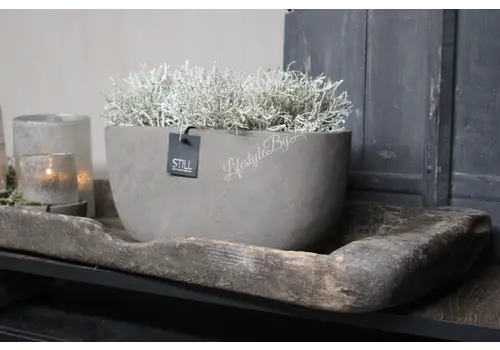 Namaak bosje grijze Calocephalus 31 cm