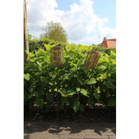 Solar LED lamp tuinsteker Magie bruin 85 cm