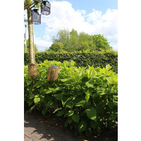 Solar LED lamp tuinsteker Magie bruin 85 cm