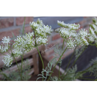 Namaak tak Dille/Fluitekruid white 80 cm