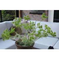 Namaak tak Dille/Fluitekruid green 80 cm