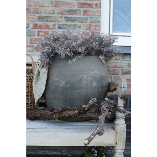 Namaak plant Tillandsia bruin 30 cm 