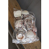 Zak schelpen Pecten 500Gr