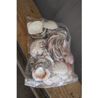 Zak schelpen Pecten 500Gr