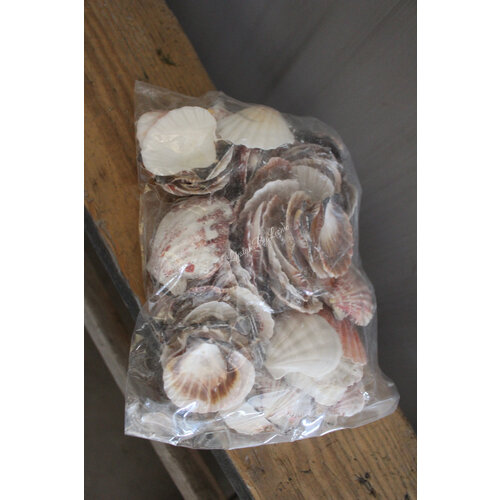 Zak schelpen Pecten 500 gram 