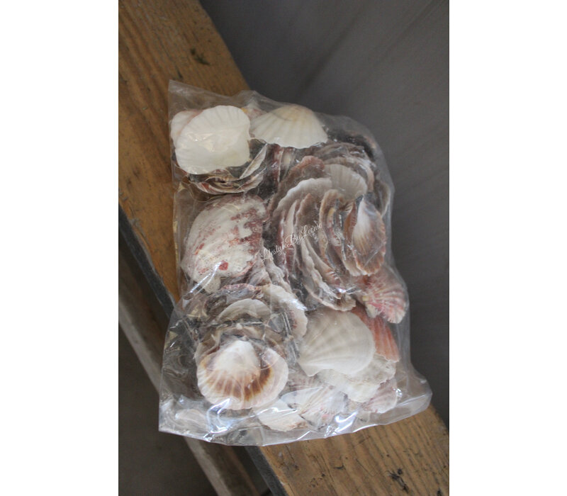 Zak schelpen Pecten 500 gram