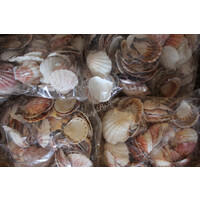 Zak schelpen Pecten 500Gr