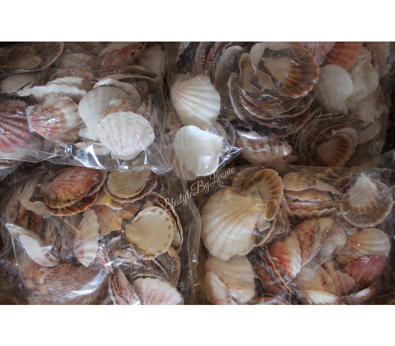 Zak schelpen Pecten 500Gr