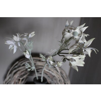 Zijden flannel flower tak White 81cm