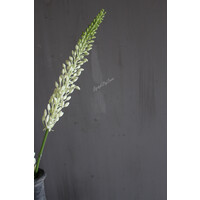 Zijden tak Foxtail / Naald van Cleopatra 75 cm