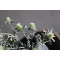 Zijden Distel white / green 40cm