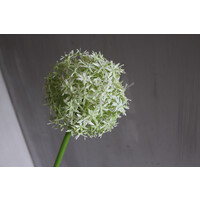 Namaak bloeiende Allium grande white 76 cm