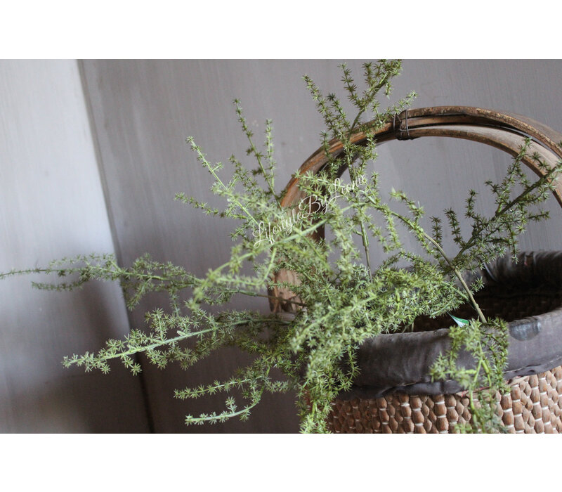 Namaak wilde Asparagus green 73 cm