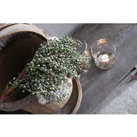 Namaak gedroogde Dadeltak green