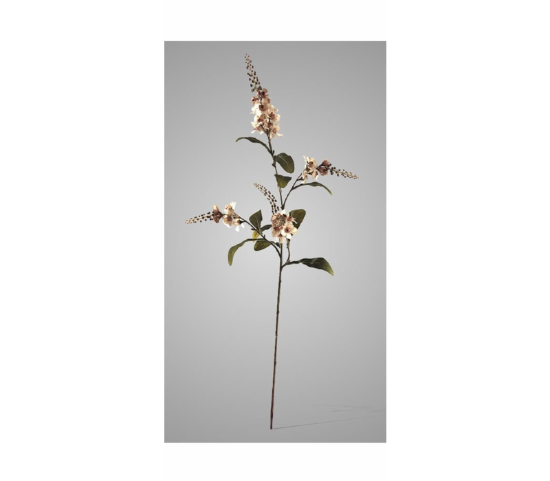 Brynxz Physostegia salmon 100 cm