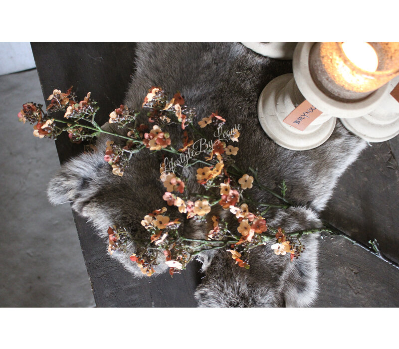 Brynxz Potentilla abrikoos 102 cm