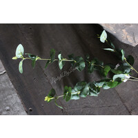 Namaak eucalyptus tak donkergroen 75cm