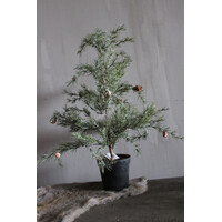 Namaak frosted cedar boom in pot 50cm