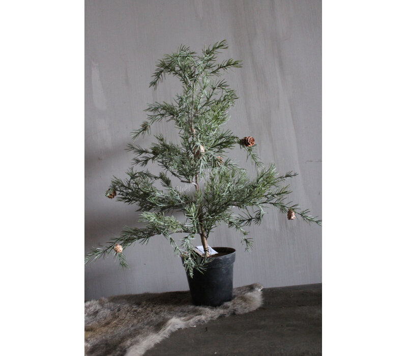 Namaak frosted Cedar boom in pot 50 cm
