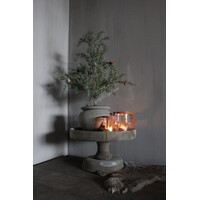Namaak frosted cedar boom in pot 50cm